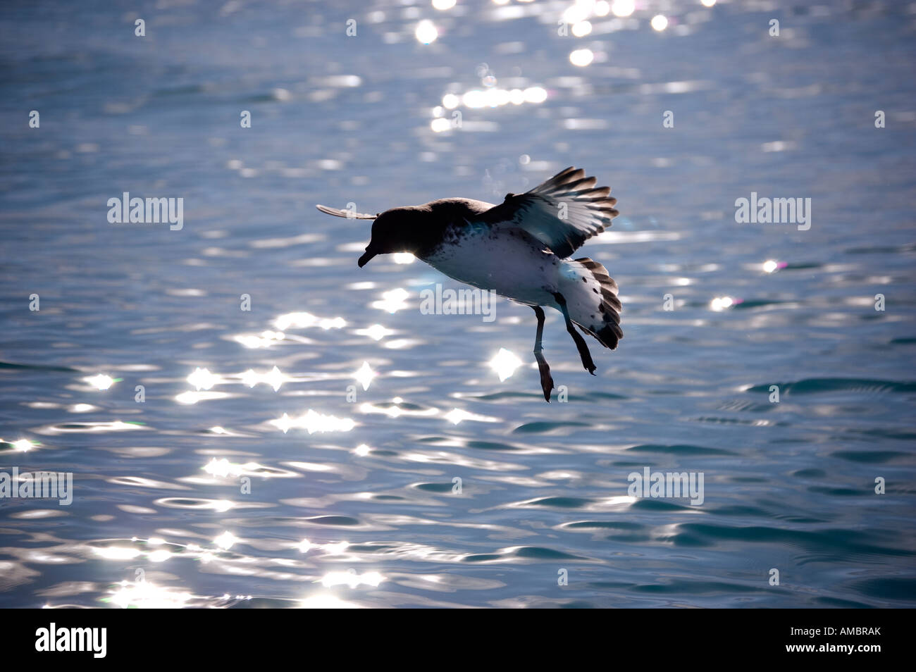 Cape Petrel (Daption capense capanse) Kaikoura Nuova Zelanda Foto Stock