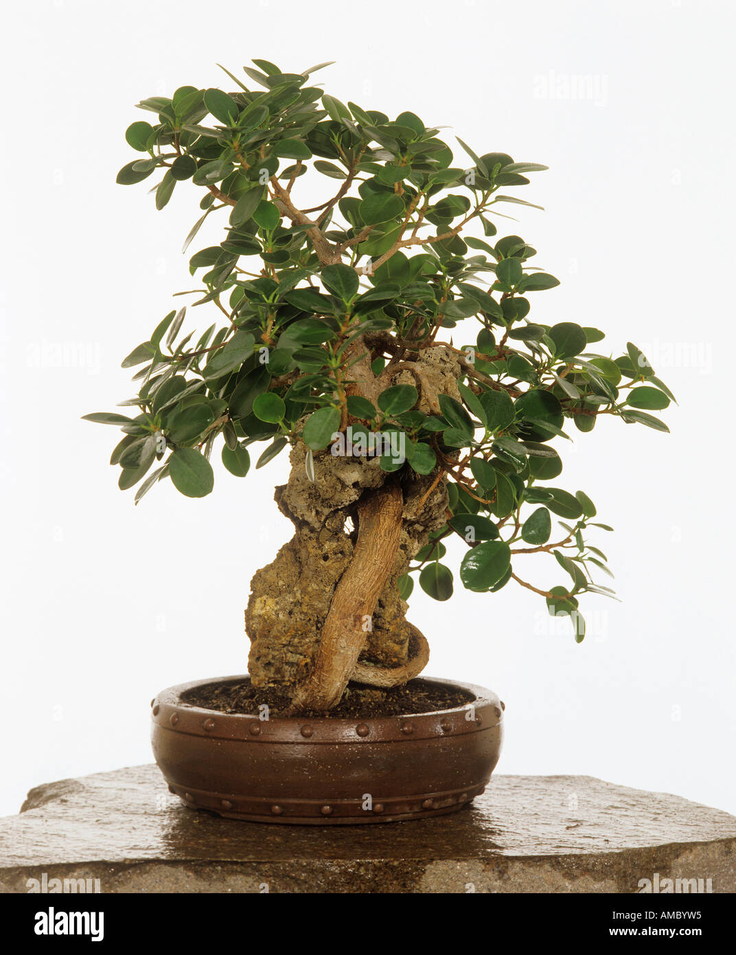 Impianto di gomma / Ficus panda Foto Stock