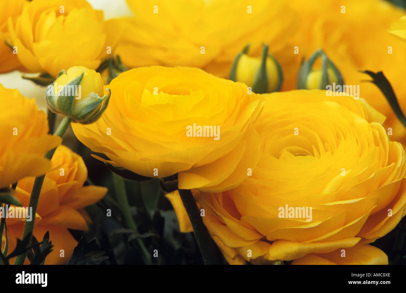 Giallo roselline / Ranunculus asiaticus Foto Stock