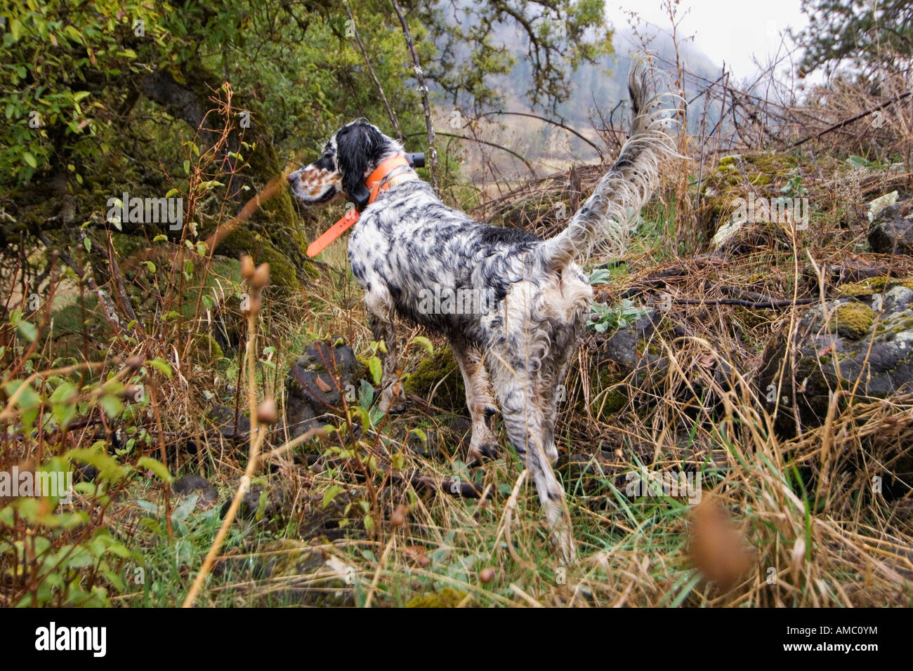 Wet tri-colore Setter inglese sul punto nella spazzola durante Upland Bird Hunt Flying B Ranch vicino a Kamiah Idaho Foto Stock