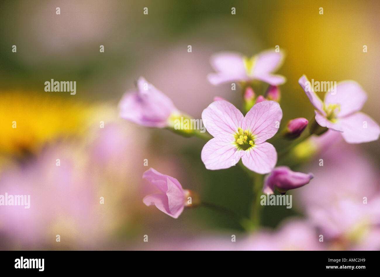 Il cuculo fiori / cardamine pratensis Foto Stock
