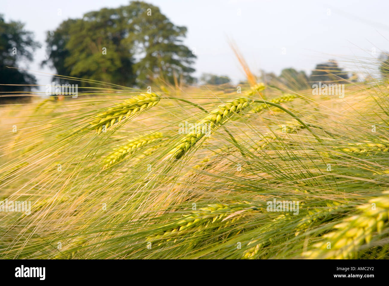 Campo di orzo, Northumberland, England, Regno Unito Foto Stock