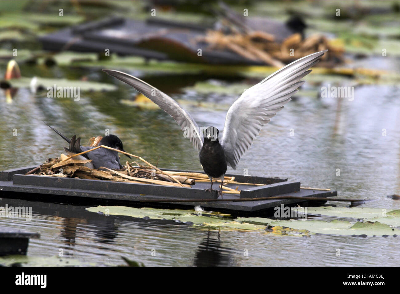 Black Tern (Chlidonias niger), coppia su un allevamento galleggiante, Paesi Bassi, Frisia Foto Stock