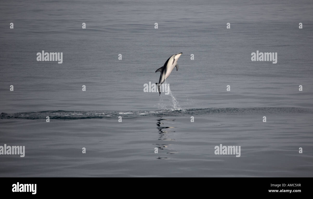 Saltando Delfino dusky (Lagenorhynchus obscurus) Kaikoura Nuova Zelanda Foto Stock