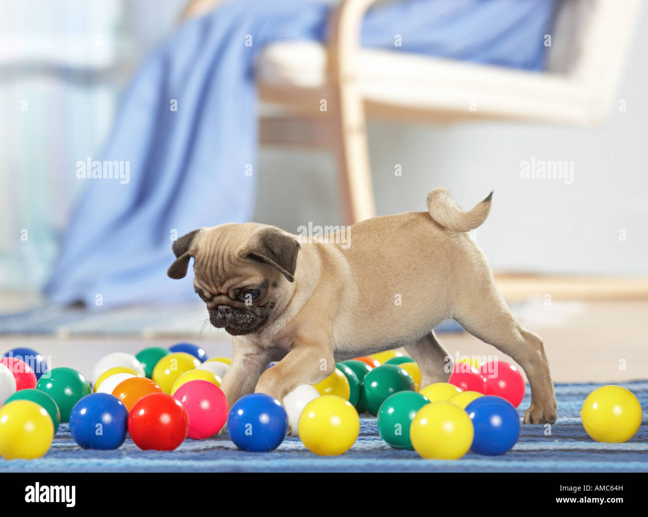 Pug dog - puppy - riproduzione Foto Stock