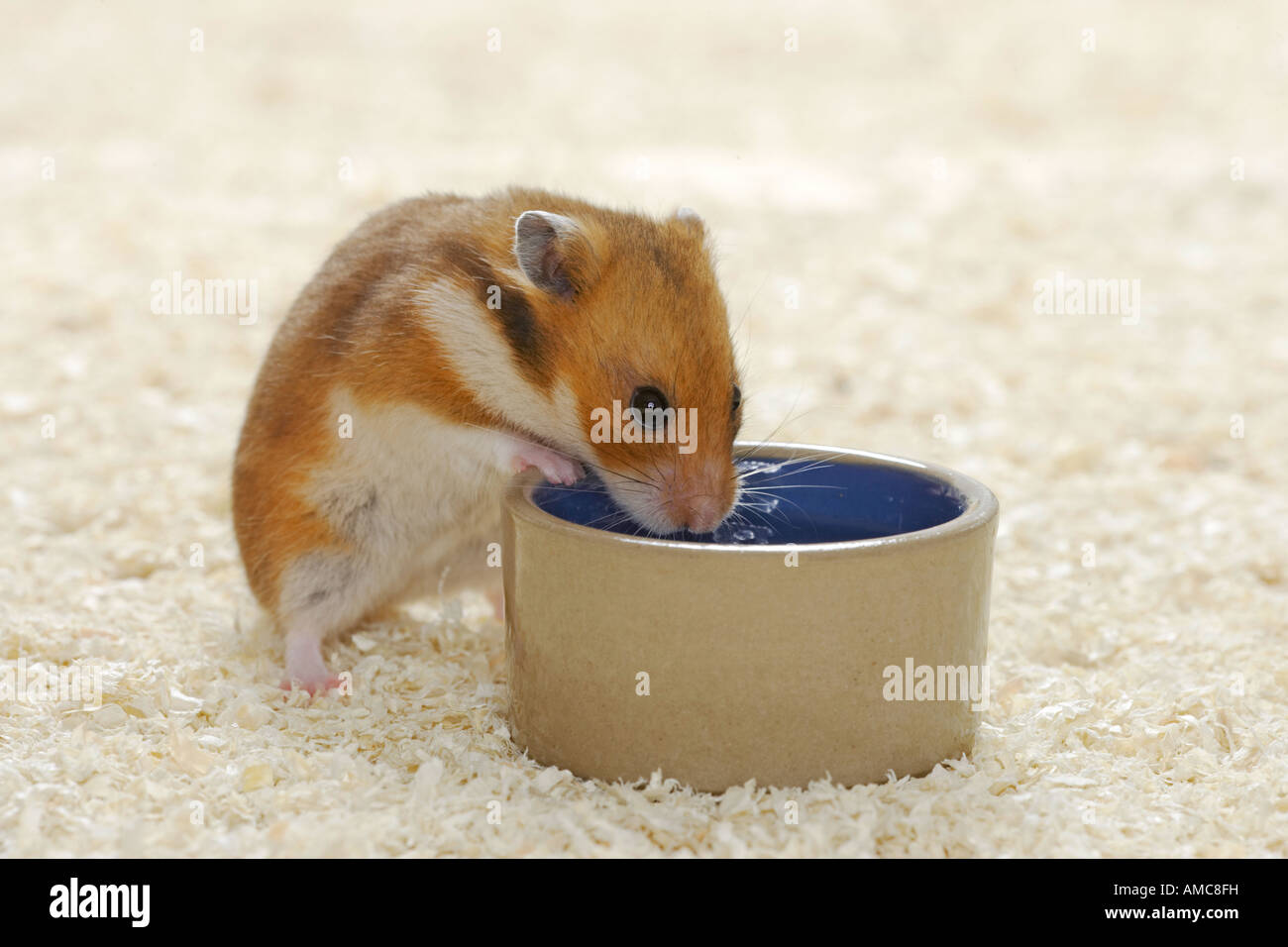 Criceto dorato (mesocricetus auratus) di mangiare da un piatto Foto Stock