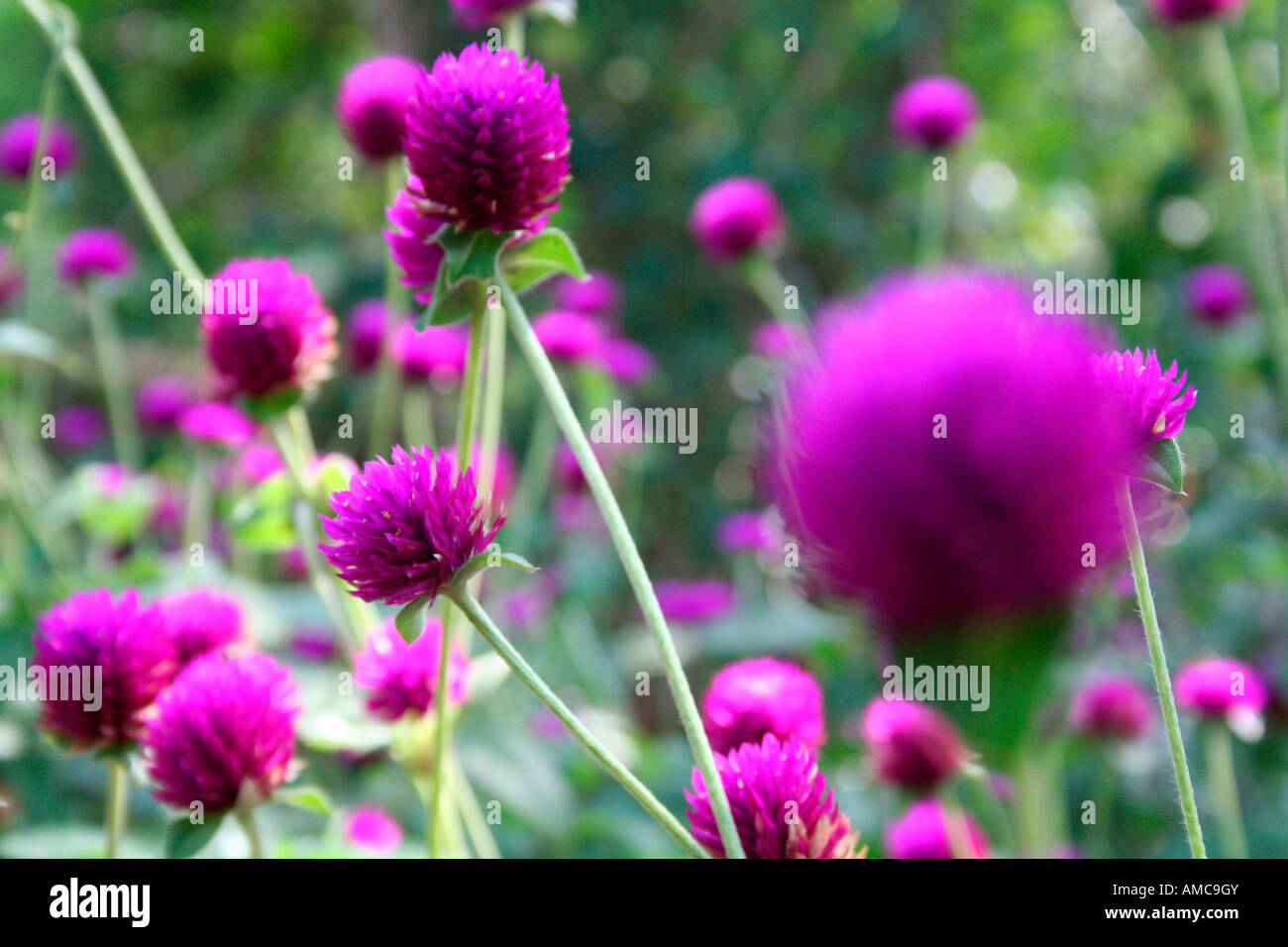 Magenta a forma di palla sferica piante fiori foglie fogliame in fuoco selettivo riflettendo mult-tinte di colori della natura Foto Stock