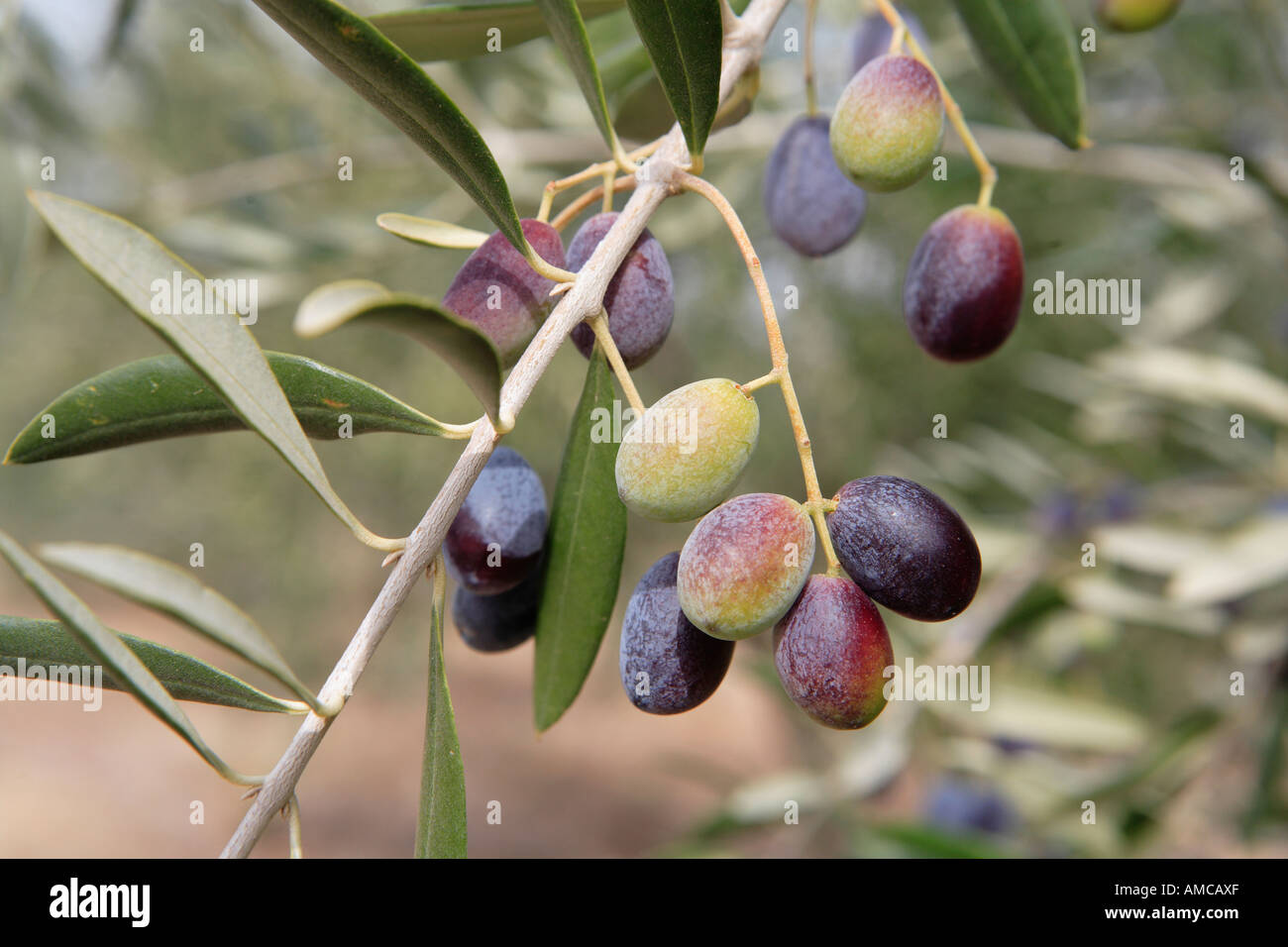 Albero di olivo ramo simbolo di pace, con il verde e la maturazione delle olive  nere, a nord est della Victoria, Australia Foto stock - Alamy