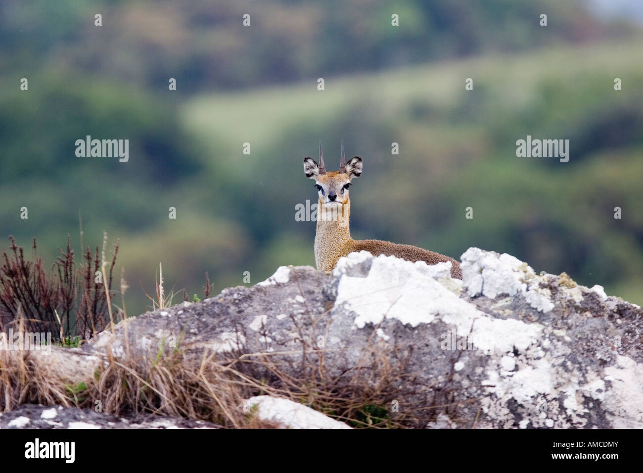 Antilope klipspringer sull'altopiano Nyika NP Foto Stock