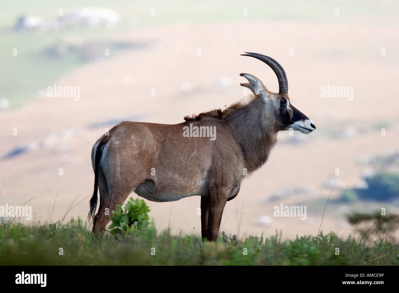 Stefano antilope sull'altopiano Nyika NP Foto Stock
