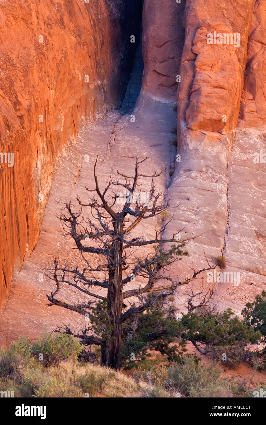 Ginestra evidenziato contro la pietra arenaria rossa in giardino Devils Arches National Park nello Utah bhz Foto Stock