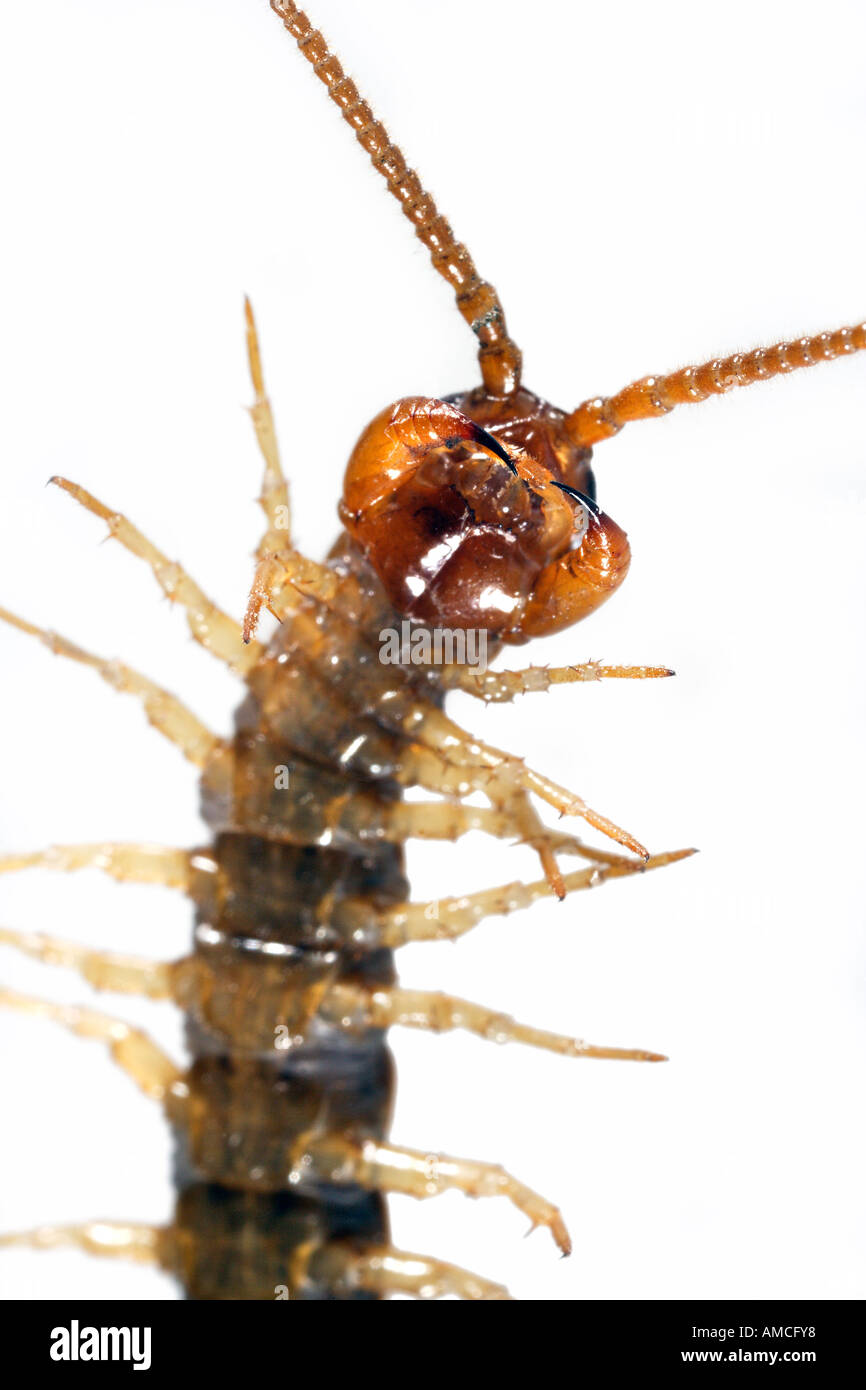 Ganasce Centipede Lithobius forficatus Foto Stock