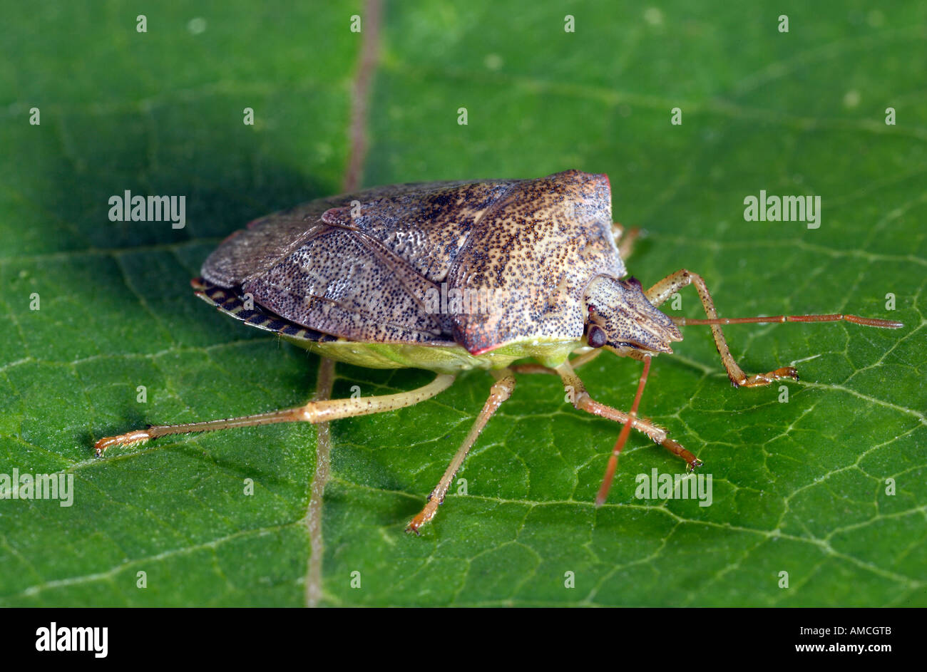 Spined Soldier Bug Podisus maculiventris Foto Stock