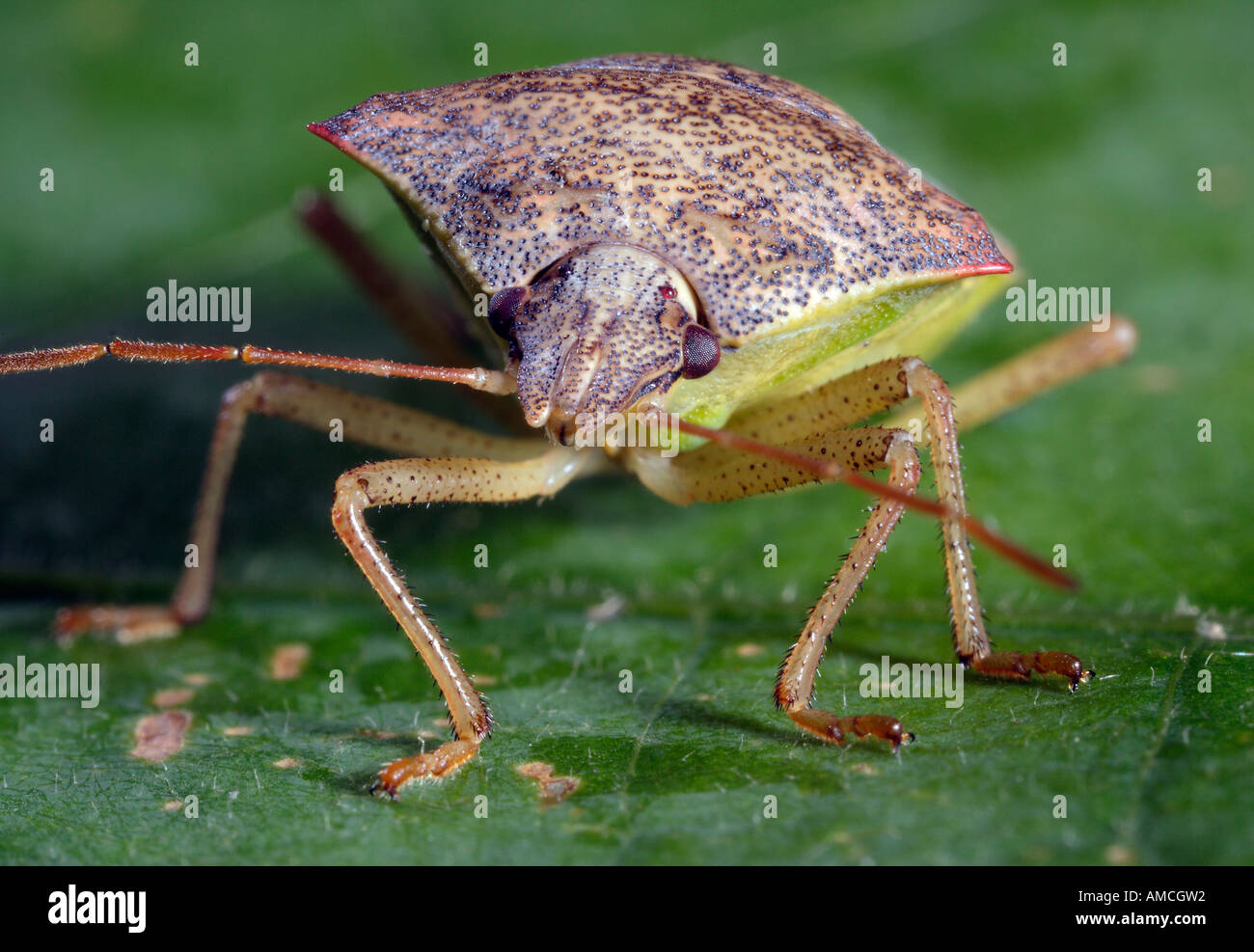 Spined Soldier Bug Podisus maculiventris Foto Stock