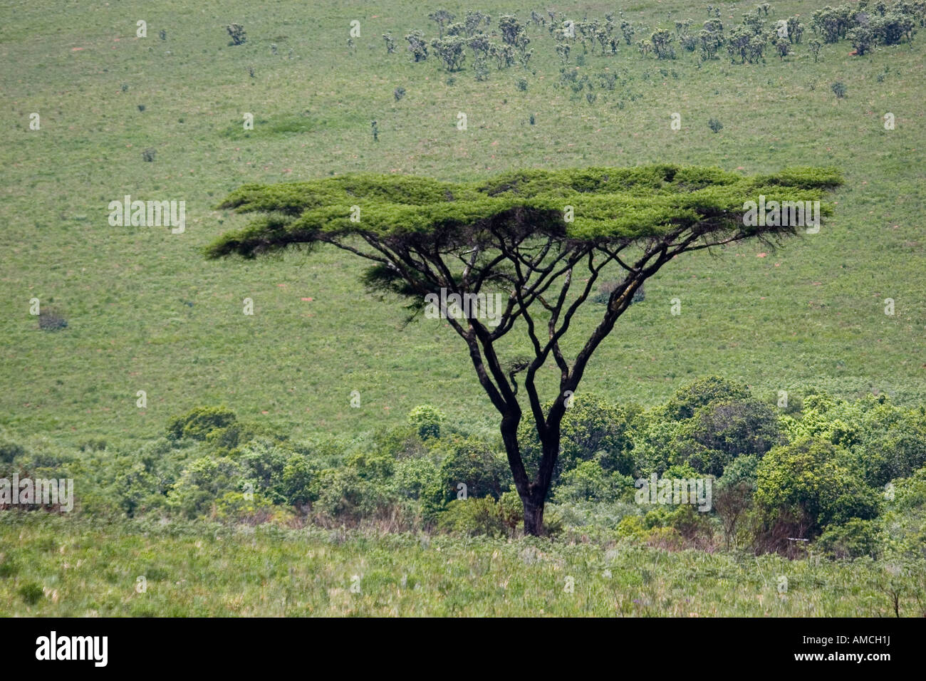 Ombrello in acacia nyika plateau NP malawi Foto Stock