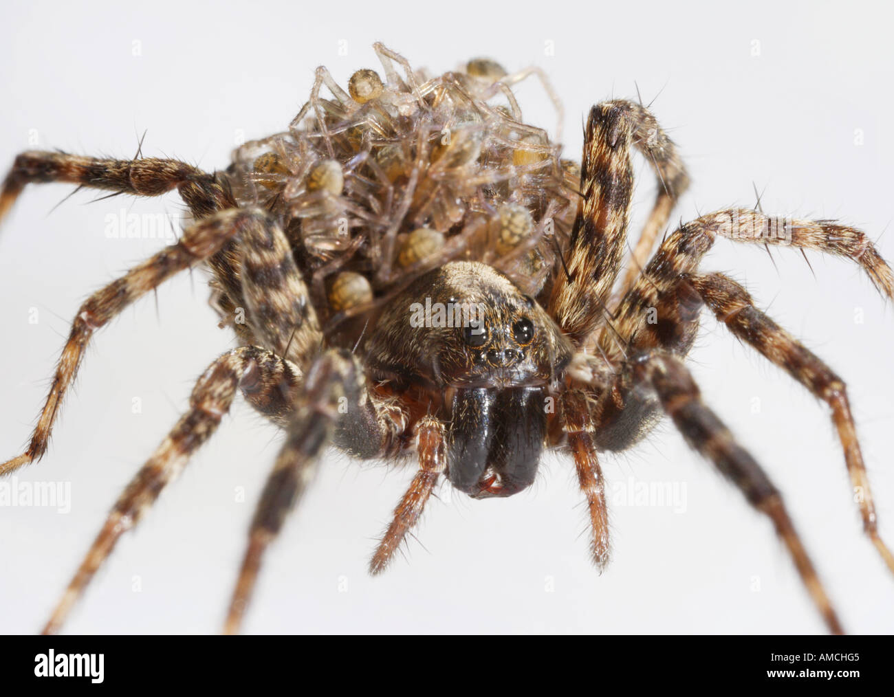 Wolf Spider che trasportano i bambini sulla sua schiena Hogna frondicola Foto Stock