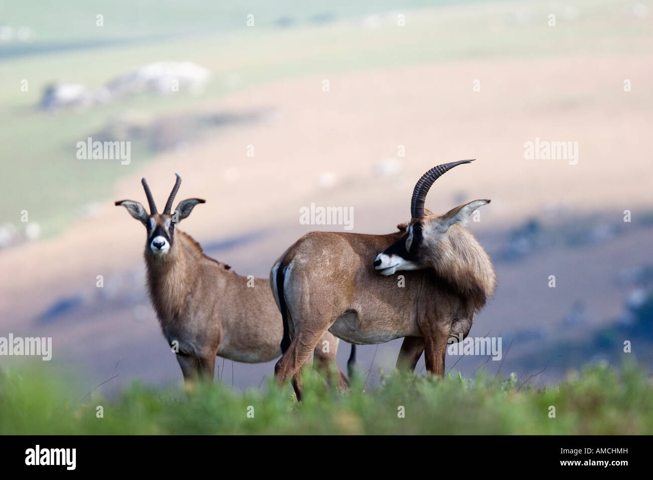 Stefano antilope sull'altopiano Nyika NP Foto Stock