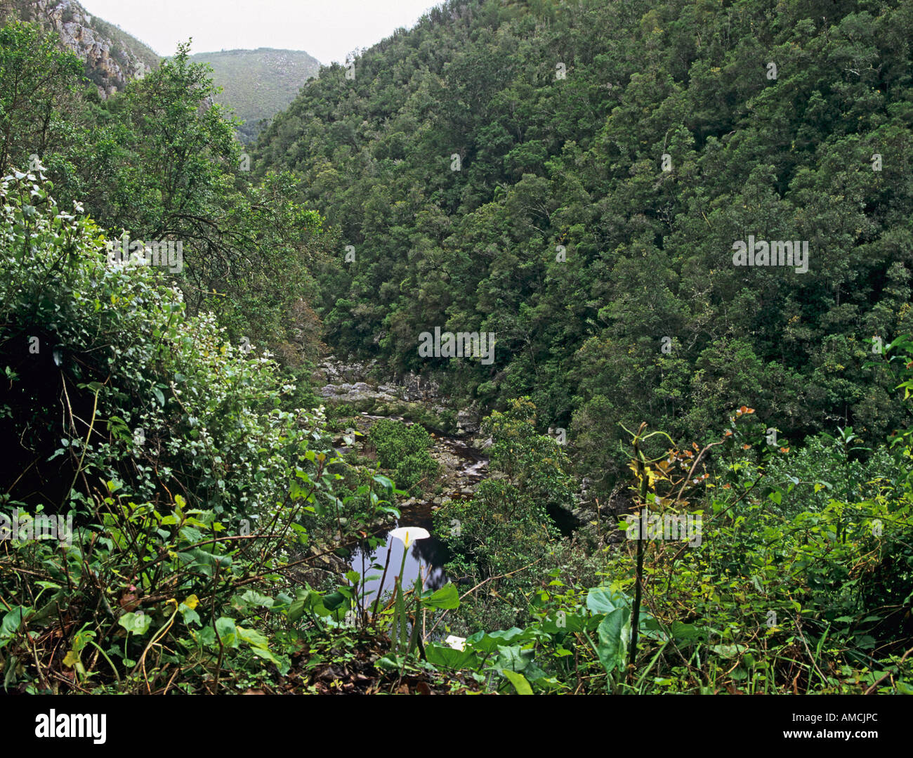 TSITIKAMMA SUD AFRICA Ottobre guardando in giù sul fiume Bloukrans in Bloukrans Pass Foto Stock