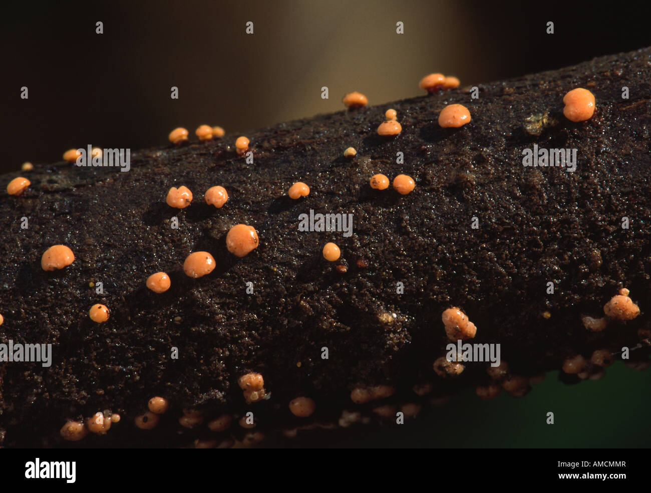 Spot di corallo fungo nectria cinnabarina Foto Stock