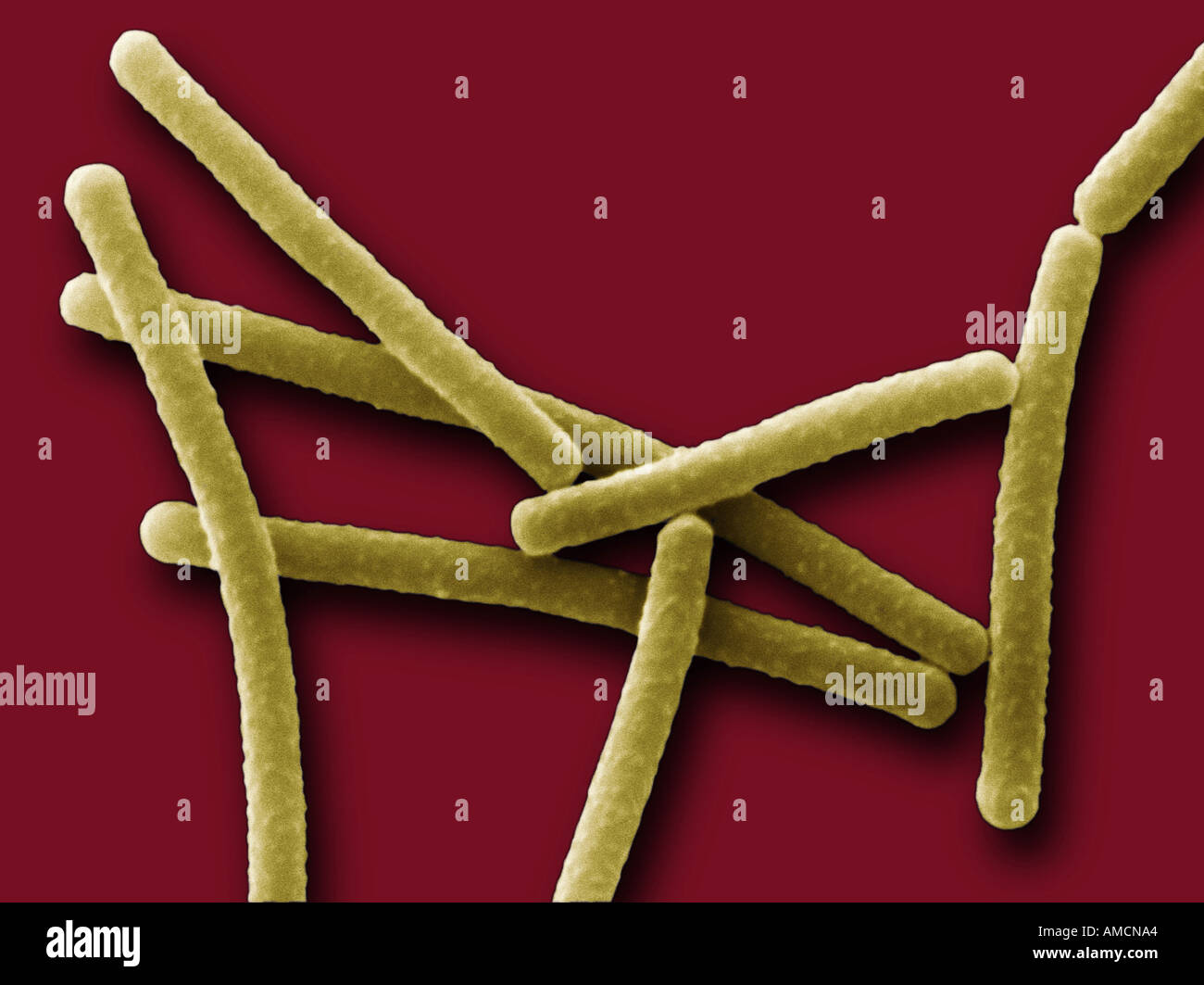 SEM - Lactobacillus bulgaricus Foto Stock