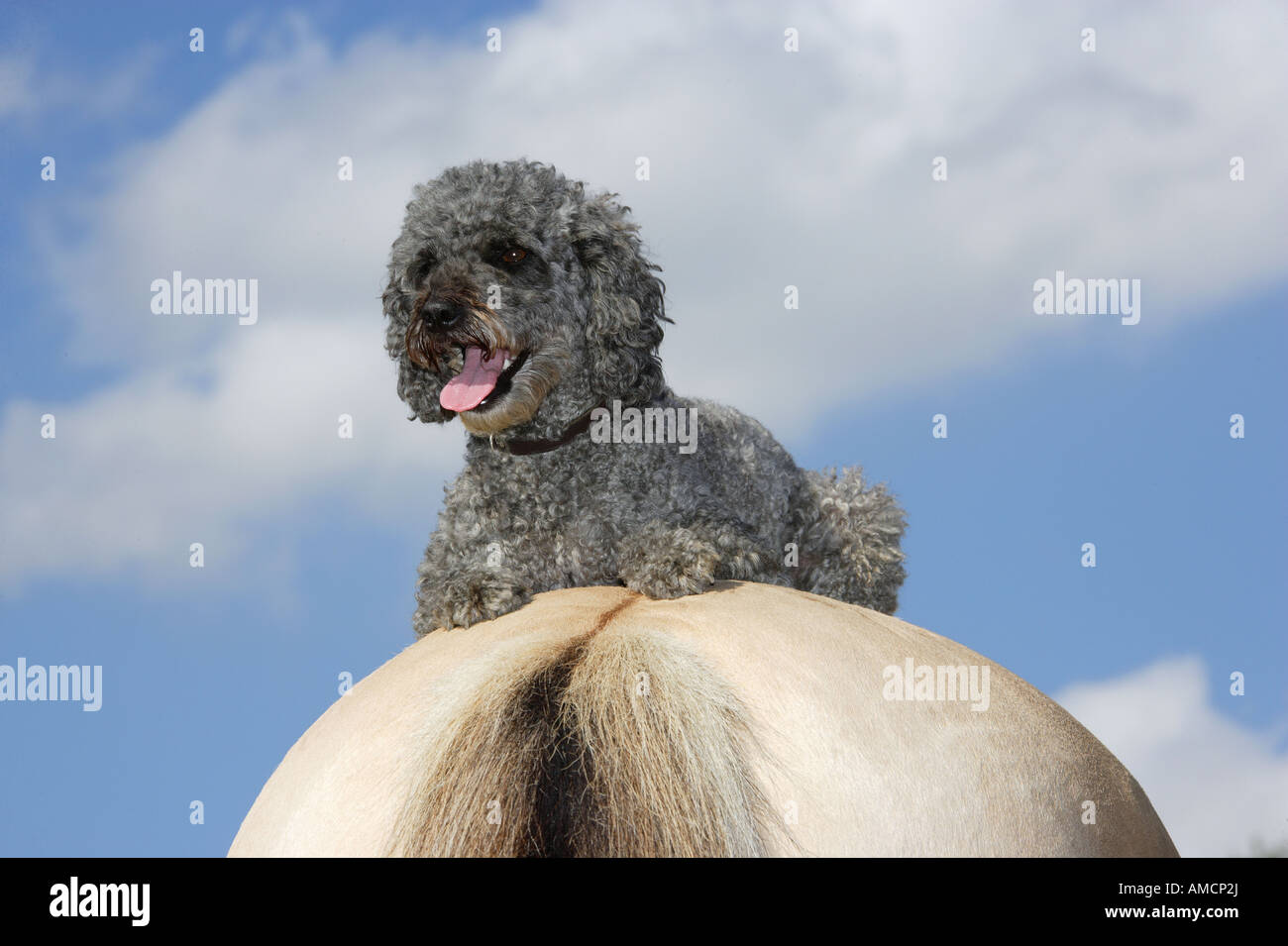 Amicizia animali : cane barboncino a cavallo Foto Stock