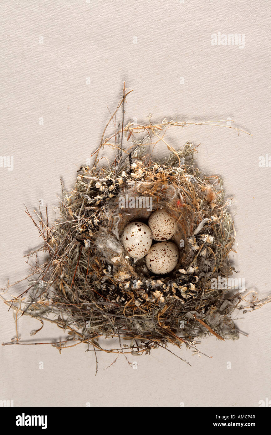 Uovo di nido Foto Stock