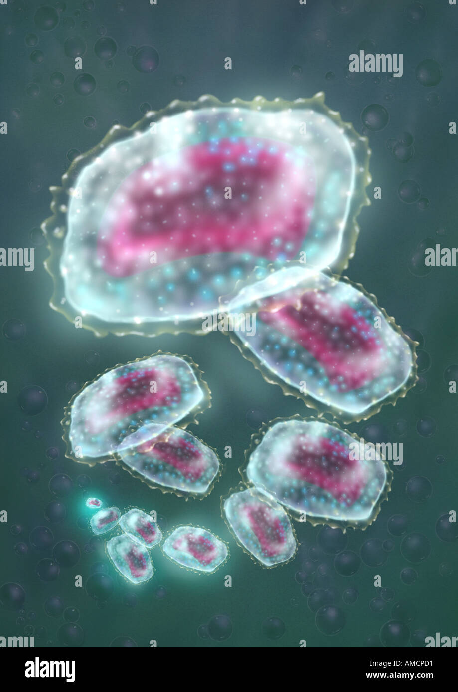Illustrazione - virus del vaiolo membrana cellulare Foto Stock