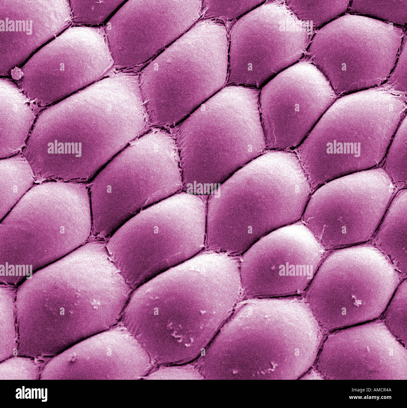 Una micrografia al microscopio elettronico a scansione (SEM) di un petalo di Dianthus, ingrandite x500 Foto Stock