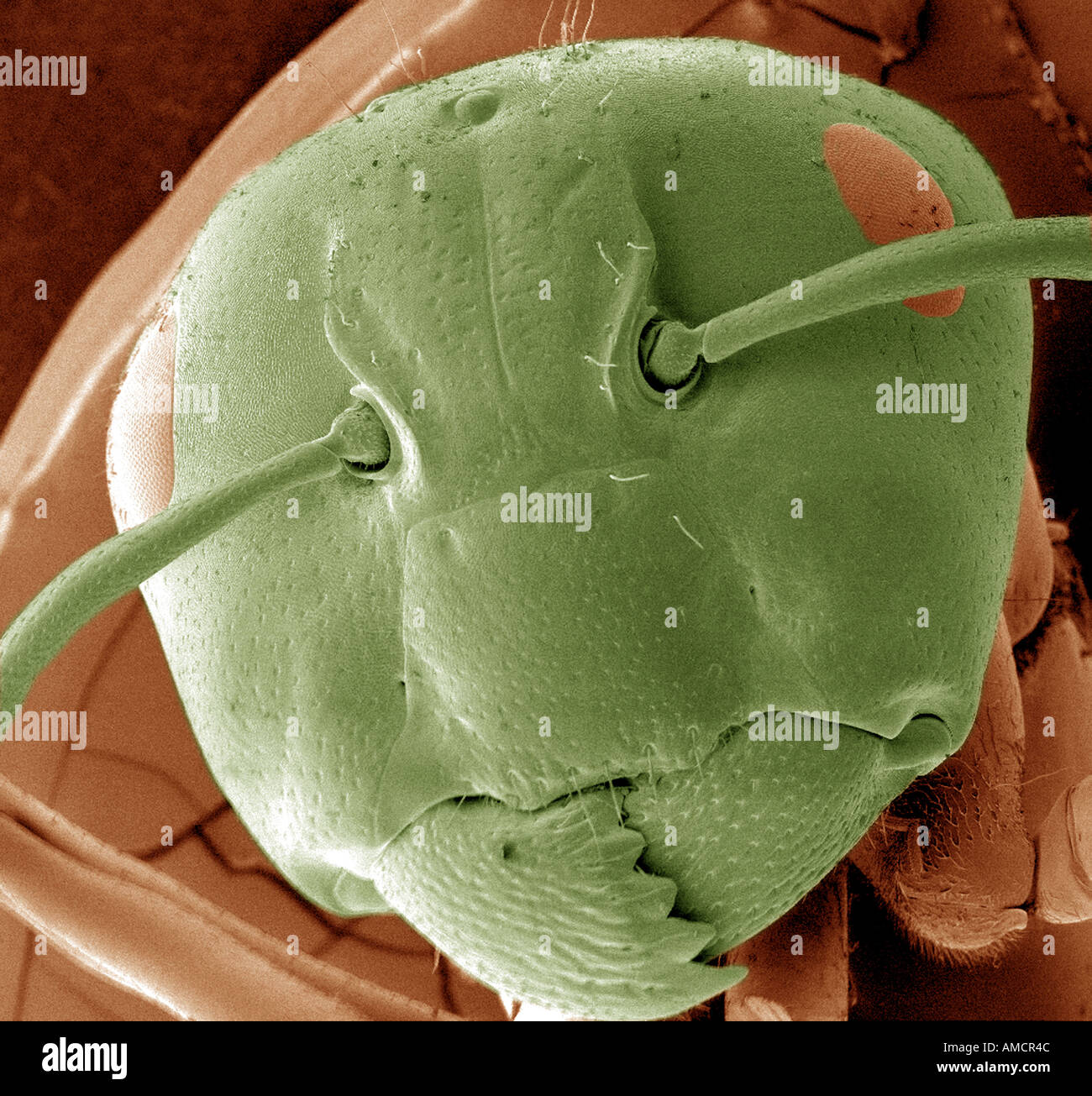Una micrografia elettronica a scansione della testa di un artropodi, ingrandite x18 Foto Stock