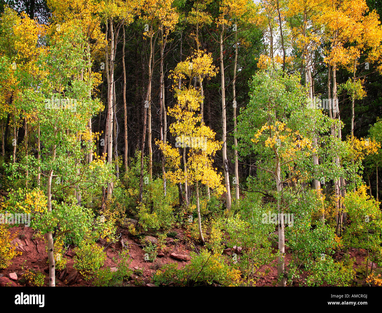 Aspen Tree caduta delle foglie colorado Foto Stock