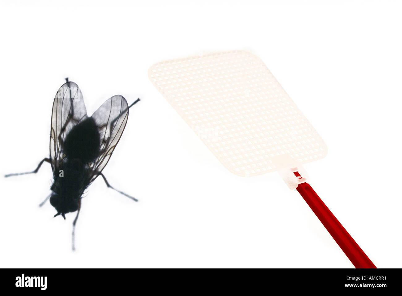 Housefly e fly swatter Foto Stock