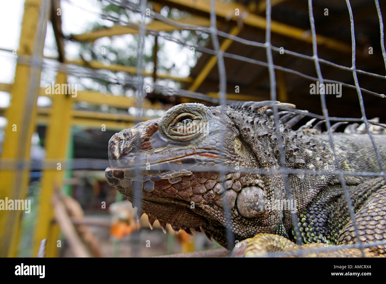 Iguana in gabbia da vicino Foto Stock