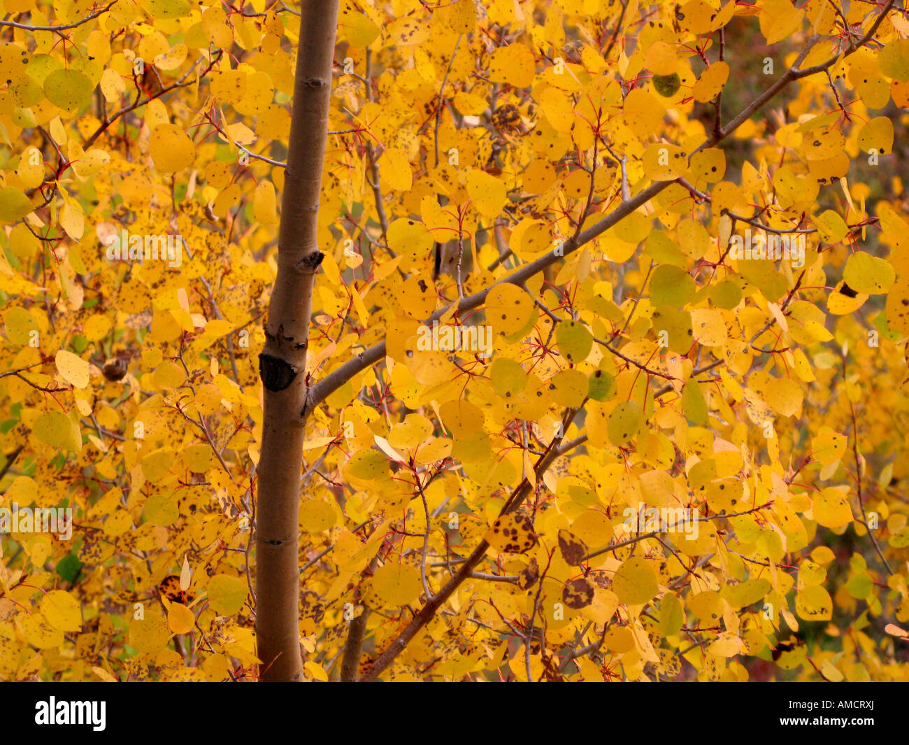 Aspen Tree caduta delle foglie colorado Foto Stock