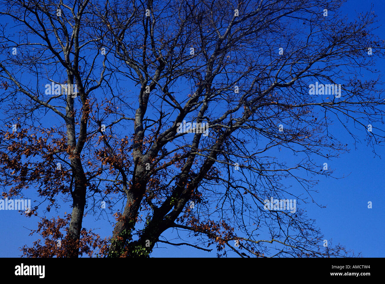 Alberi nel cielo Foto Stock