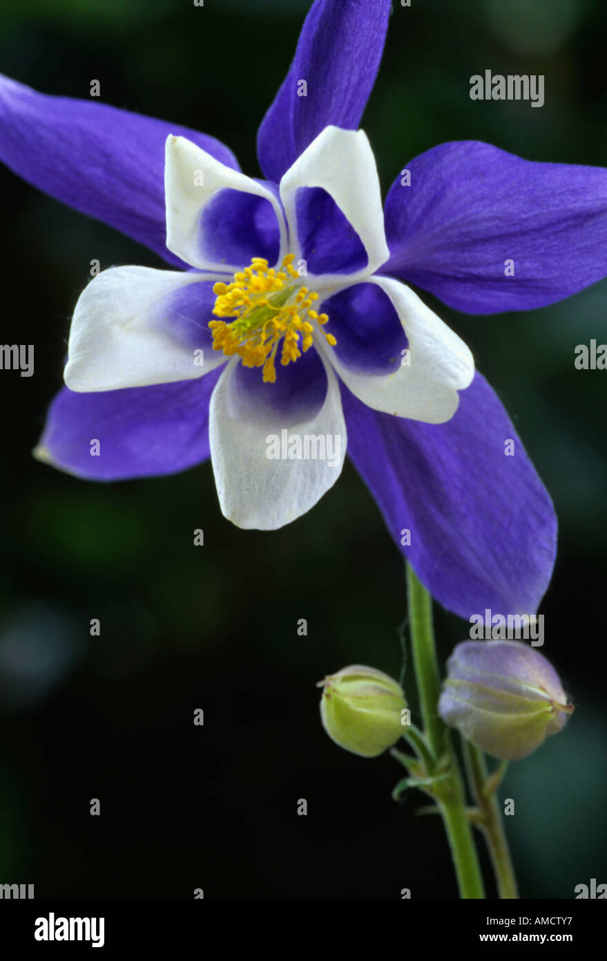 Aquilegia vulgaris - blu Foto Stock