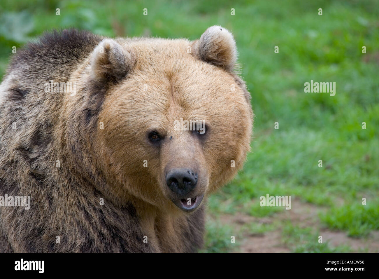 Orso bruno Ursus arctos ritratto Foto Stock