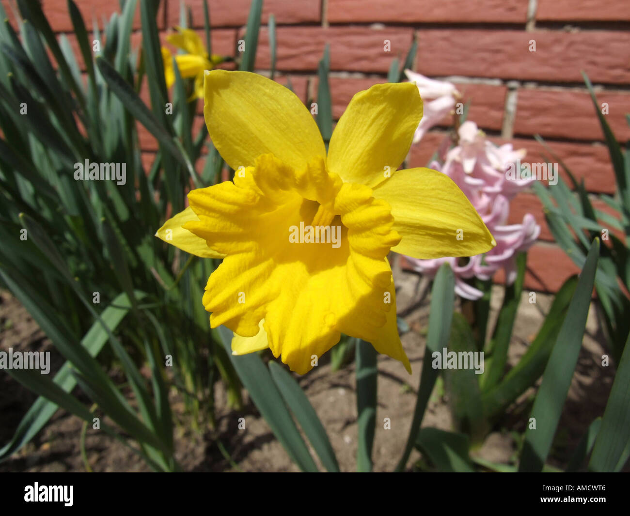 Daffodil close up Foto Stock