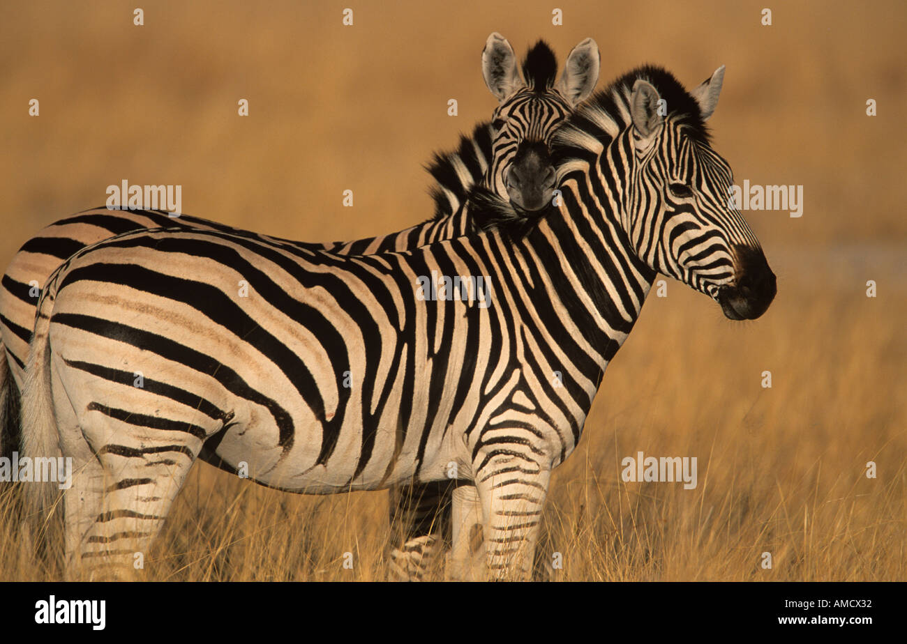 Zebre Burchells Equus Botswana Foto Stock