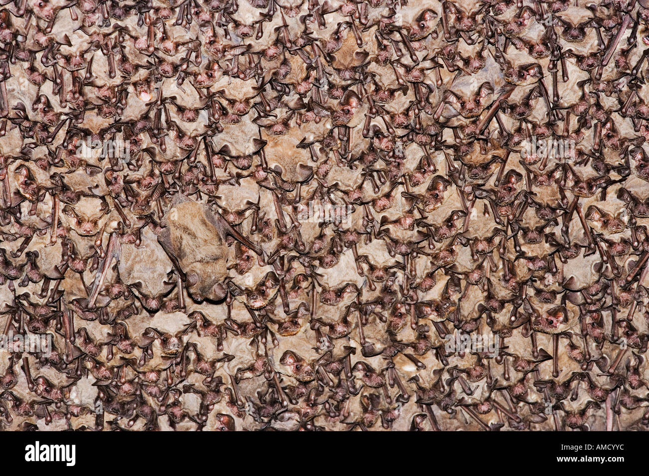 Free-Tailed messicano pipistrelli sono ' appollaiati Foto Stock