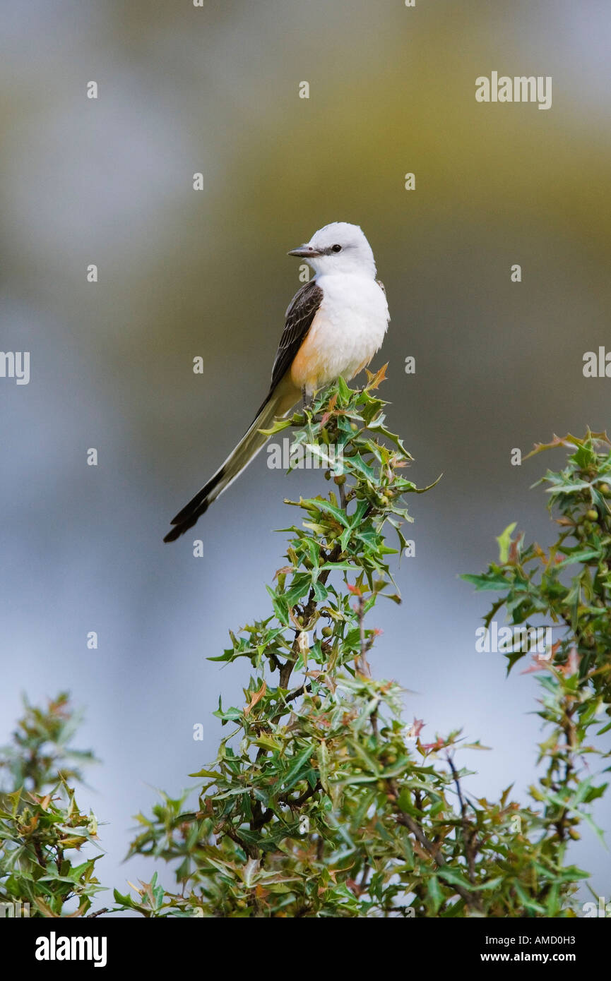 Flycatcher Scissor-Tailed Foto Stock