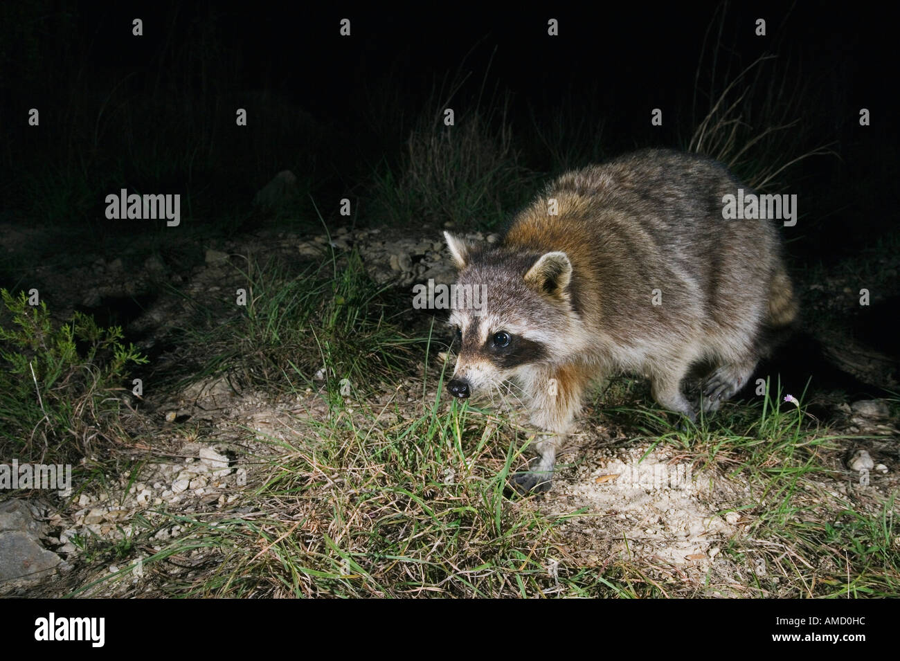 Raccoon di notte Foto Stock