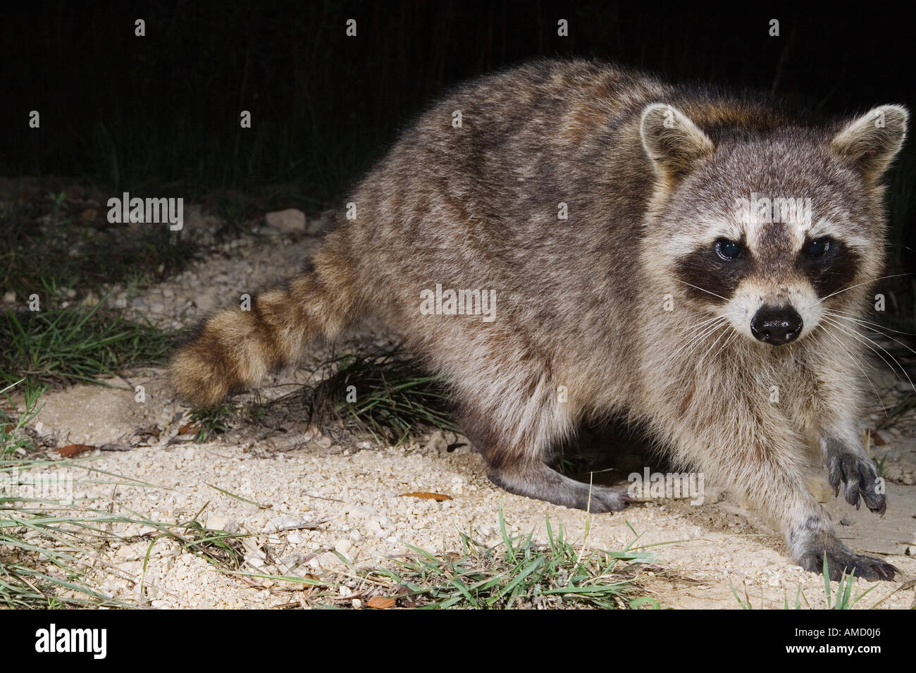 Raccoon di notte Foto Stock