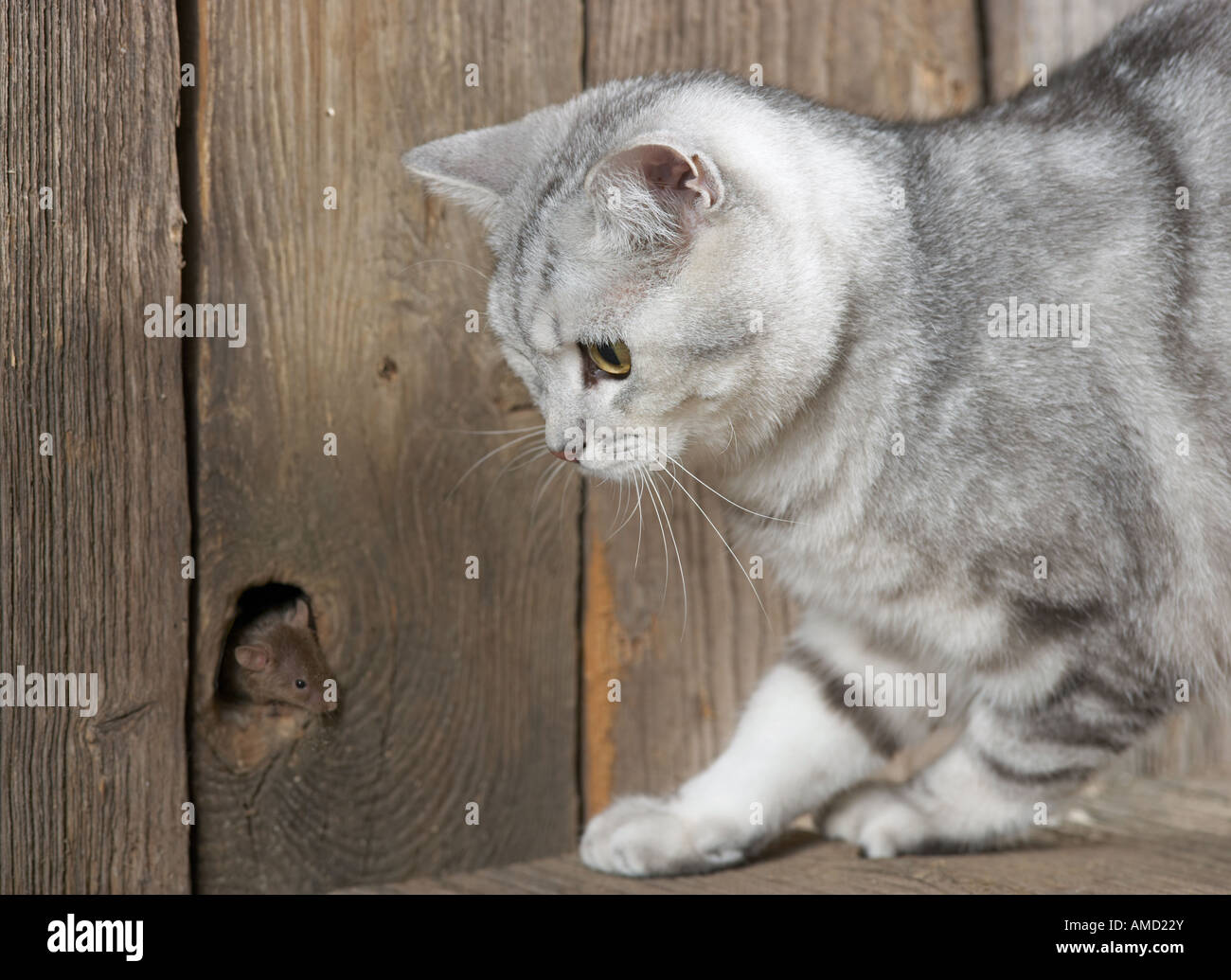 British Shorthair cat guardando il mouse Foto Stock