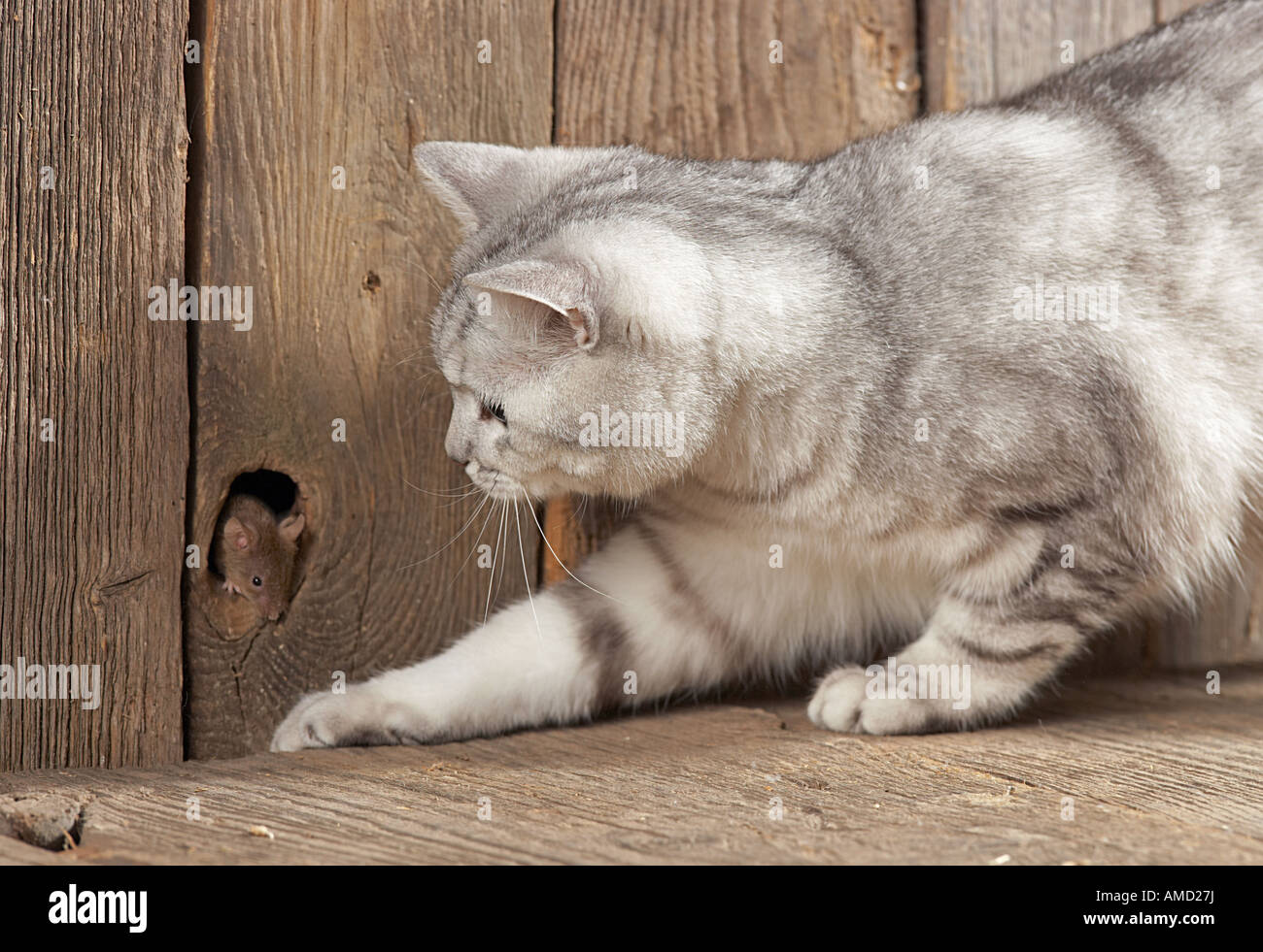 British Shorthair cat guardando il mouse Foto Stock