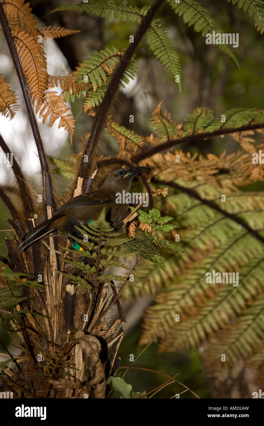 Femmina a doppio spiovente (Philesturnus carunculatus) Ulva Isola, Nuova Zelanda Foto Stock