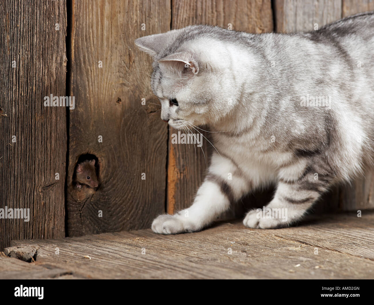 British Shorthair cat guardando il mouse Foto Stock
