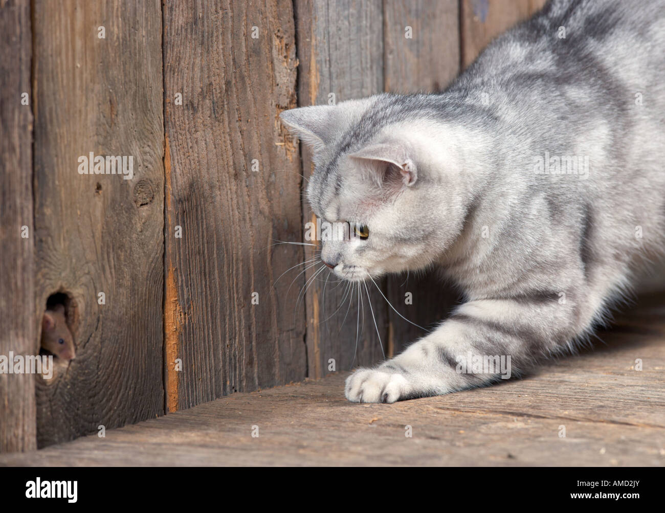 British Shorthair cat guardando il mouse Foto Stock