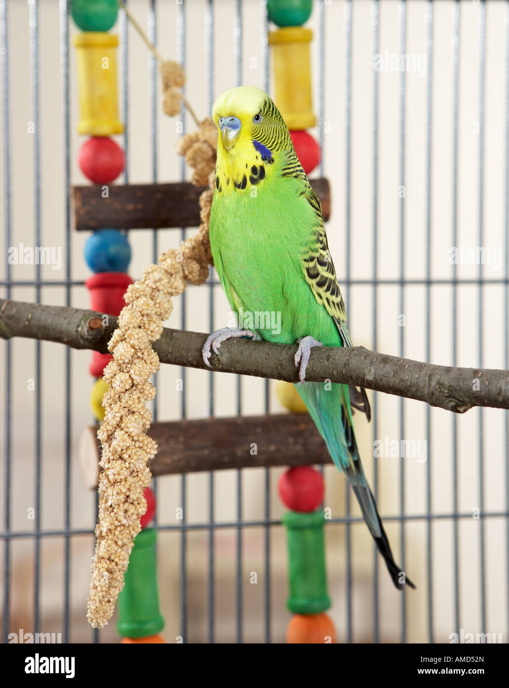 Budgerigar, Budgie (Melopsittacus undulatus). Maschio in gabbia con spray di miglio e di giocattoli Foto Stock