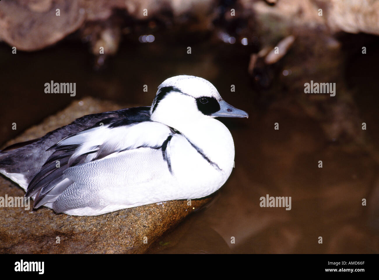 Smew Mergellus albellus Foto Stock