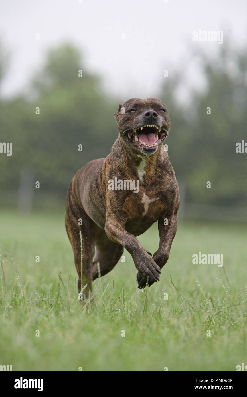 Mixed-razza cane (Pitbull x ?) in esecuzione su prato Foto Stock